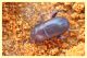 tenebrionidae (1).JPG