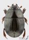 Histeridae1_d_s.JPG