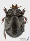 Histeridae1_v_s.JPG