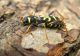 Clytus_tropicus_adult02.JPG