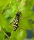 Clytus_tropicus_adult.JPG