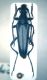 Leptura aethiops copia.jpg