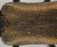 Agrilus 3.jpg