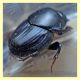 probabile Onthophagus taurus - roma - insugherata - 22.7.2010 (2).JPG