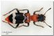 Thanasimus formicarius, Foce Belice, 21 febbraio 2009 coricato.jpg