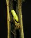 5.pupa.JPG
