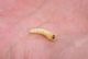 7.larva.JPG