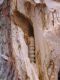 6.larva.JPG