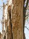 3.attacked_tree.JPG