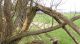 2.attacked_tree.JPG