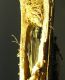 5.imago_in_pupal_cell.JPG