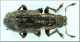 Sitona cf humeralis.jpg