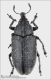 Larinus_sp.jpg
