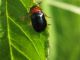 Z-0831 - F035.85 - Giro Madonnina con insetti... - 22 MAG 2009 032.jpg