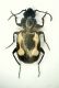 z Carabide 3.2mm.JPG