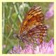 probabile Argynnis sp..JPG