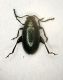 z Chrysomelide3 2mm.JPG