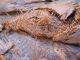 larval_gallery02.JPG