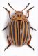 Leptinotarsa decemlineata 10 mm.- Veneto - Miane - Via Fontanelle 30 - 18-VI-2010.jpg