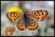 Melitaea trivia 1.JPG