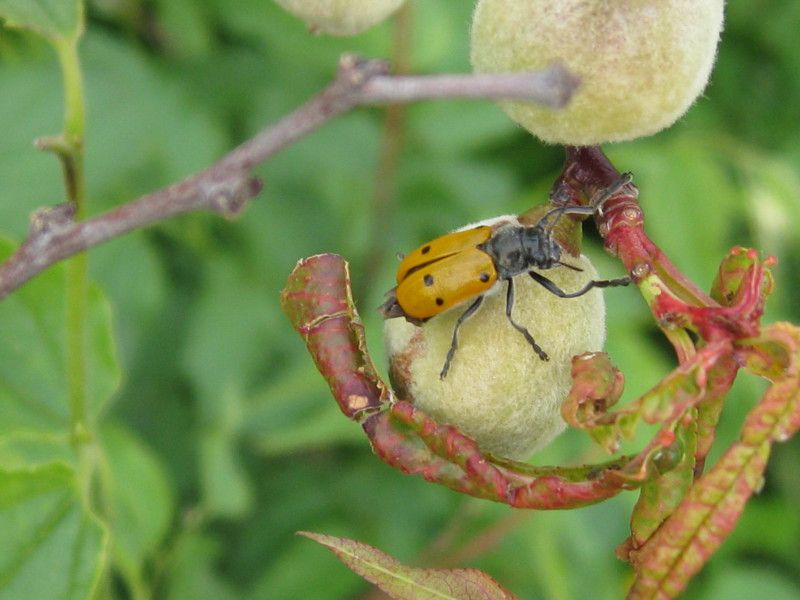 Z-1057 - F035.25 - Crap e vespe muratrici - 8 MAG 2009 197.jpg