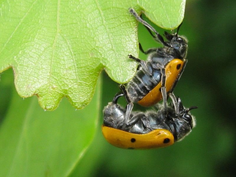 Z-1057L - F035.25 - Crap e vespe muratrici - 8 MAG 2009 162.jpg