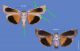 Noctua tirrenica vs fimbriata.jpg