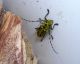 Saperda scalaris 3.jpg