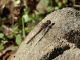 Cerveteri_8-XII-2008_OL19.JPG