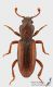 Bothrideres_bipunctatus2_s.JPG