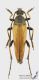 Etorofus_pubescens_s_C01827.JPG