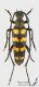Leptura_quadrifasciata_s_C01828.jpg