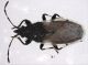 Oxycrenus hyialinipennis.jpg