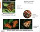 boloria1.JPG