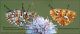 Confronto_Boloria_selene_euphrosyne.clido.jpg