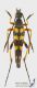 Strangalia_attenuata_s_C01829.jpg
