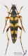 Strangalia_attenuata_s_C01830.jpg