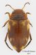 Stictonectes_rufulus_piccolo.jpg