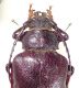 P.besikanus-Bulharsko pronotum.JPG