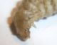 Drilus larva del 20-X-2009 (6).jpg