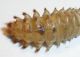 Drilus larva del 20-X-2009 (2).jpg