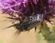 anoxia moltonii 3.jpg