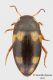 Rhithrodytes_sexguttatus_piccolo04.jpg