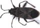Arocatus_Roeselii_light.jpg
