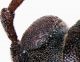 Arhopalus_syriacus_Occhio_Alghero_21VI2009_cod4_12mm_Pinus_Z-1842 Montage.jpg