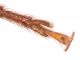 Arhopalus_syriacus_TarsoPost_Alghero_21VI2009_cod4_12mm_Pinus_Z-1839 Montage.jpg