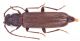 Arhopalus_syriacus_Alghero_21VI2009_cod4_12mm_Pinus_Z-1838 Montage.jpg