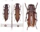 Arhopalus_syriacus_Alghero_21VI2009_cod4_img22.jpg