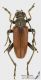 Cortodera_s_C01838.jpg