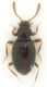 Scydmaeninae_Marcigliana_19-I-2011_1,5mm.jpg